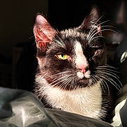Asta is registered to the contest to win money with this photo: cat, tuxedo_cat, close_up, whiskers, green_eye, black_and_white, pet, feline, sunlight, shadow, indoor, resting, bed, blanket, soft_light, portrait, animal, cute, fur, relaxed