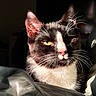 cat, tuxedo_cat, close_up, whiskers, green_eye, black_and_white, pet, feline, sunlight, shadow, indoor, resting, bed, blanket, soft_light, portrait, animal, cute, fur, relaxed