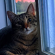 Yuno is registered to the contest to win money with this photo: cat, tabby_cat, window, sunset, indoor, animal, pet, curious, fur, whiskers, face, ears, closeup, orange_sky, evening, relaxed, resting, domestic_cat, nature_outside, quiet