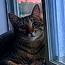 cat, tabby_cat, window, sunset, indoor, animal, pet, curious, fur, whiskers, face, ears, closeup, orange_sky, evening, relaxed, resting, domestic_cat, nature_outside, quiet