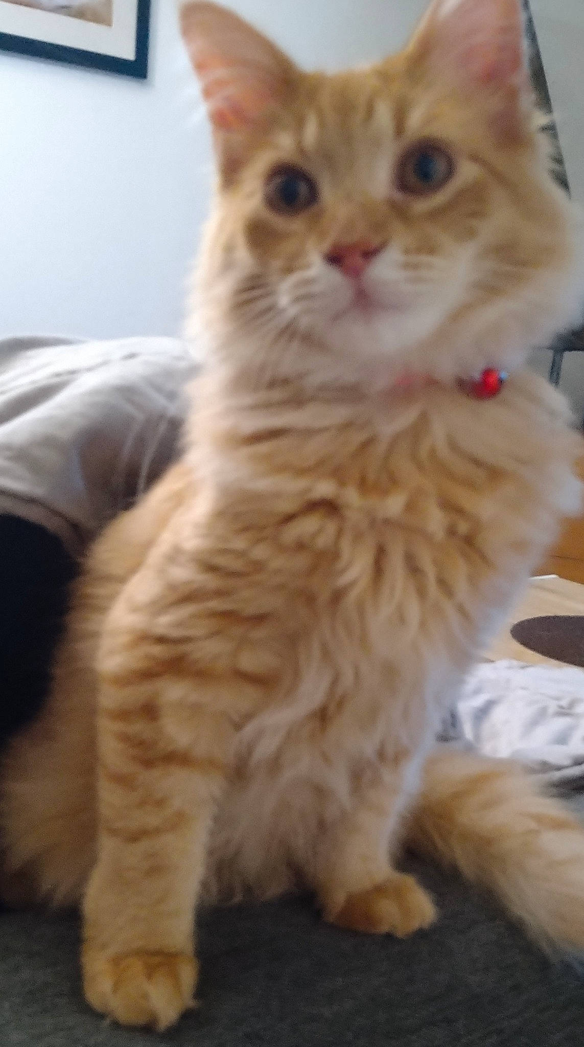 Twesty participe au concours pour gagner de l&#x27;argent avec cette photo : carnivore, cat, felidae, fur, small_to_medium_sized_cats, terrestrial_animal, whiskers