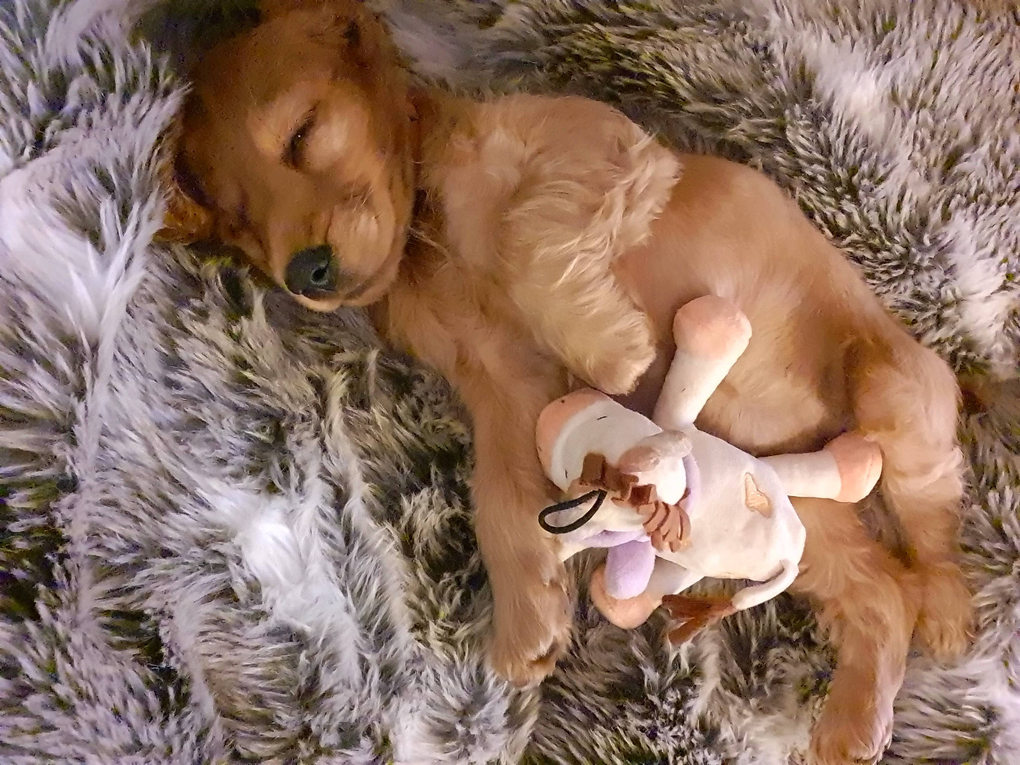 Rio participe au concours pour gagner de l'argent avec cette photo : canidae, carnivore, companion_dog, dog, dog_breed, dog_supply, fawn, fur, natural_material, paw, sporting_group, stuffed_toy, toy, working_animal, working_dog