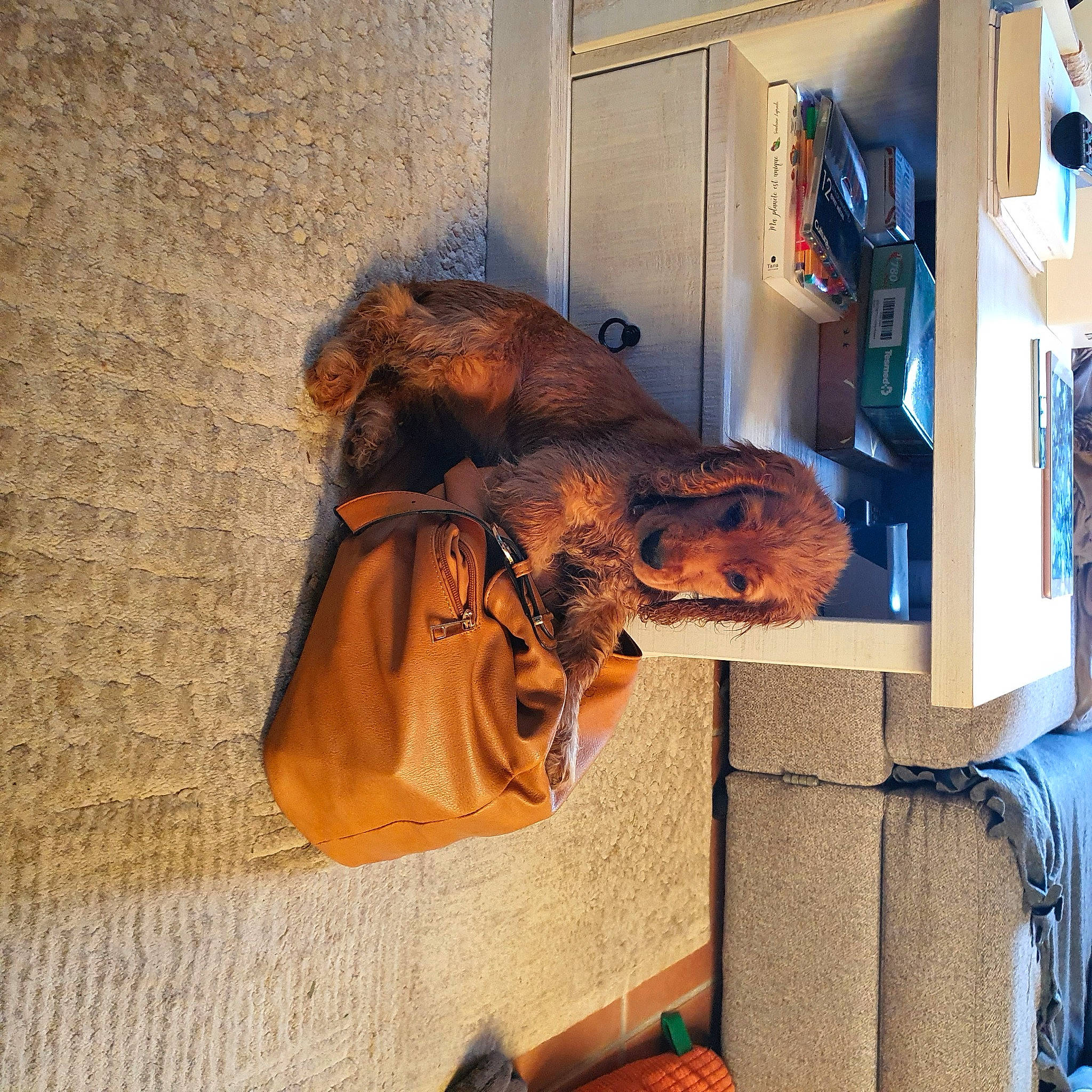 Rio participe au concours pour gagner de l'argent avec cette photo : bag, brown, fawn, fur, fur_clothing, hide, liver, natural_material, stuffed_toy, tan, textile