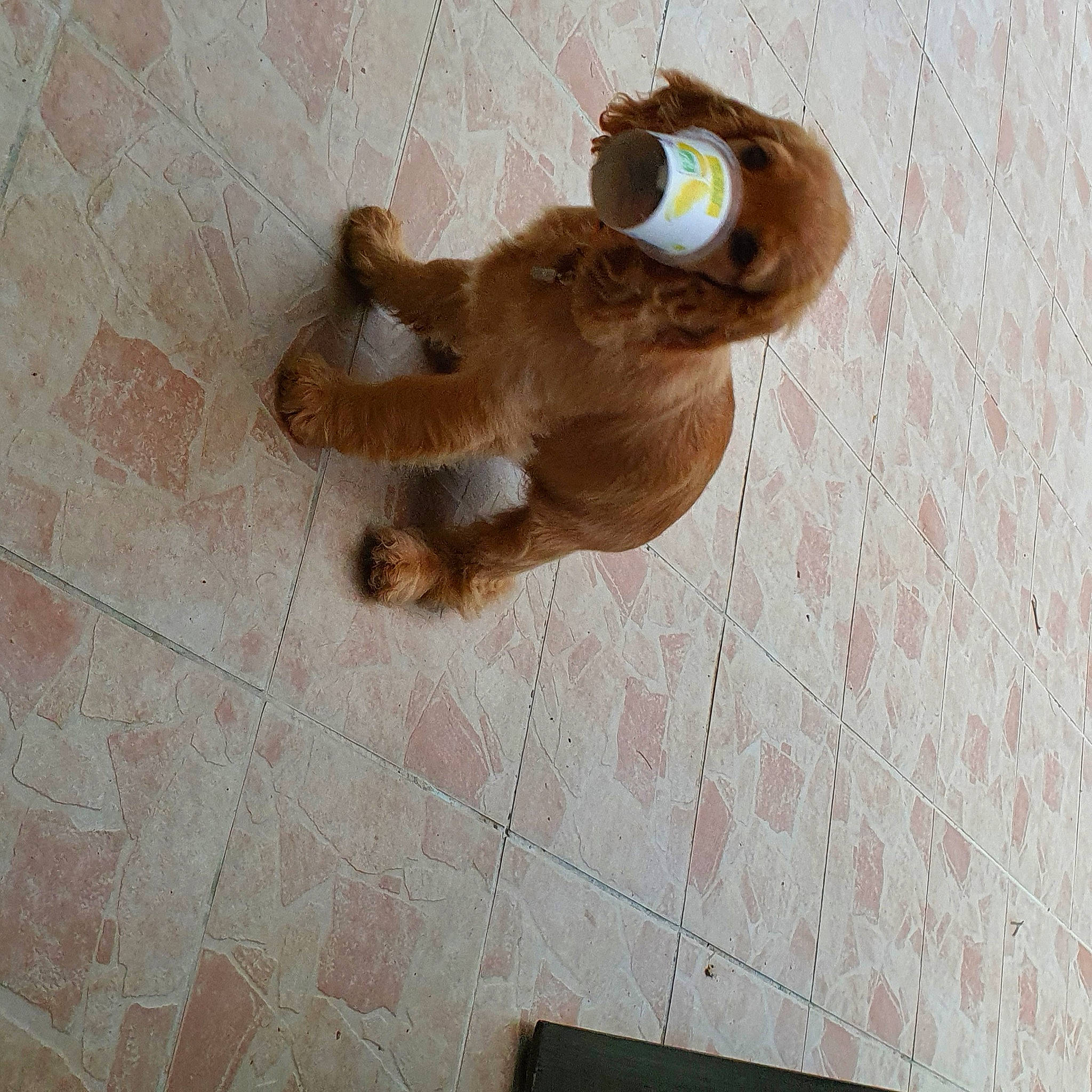 Rio participe au concours pour gagner de l'argent avec cette photo : brown, dog_breed, fawn, floor, flooring, fur, liver, natural_material, paw, snout, sporting_group, tile, tile_flooring, toy