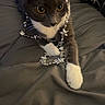Zox is registered to the contest to win money with this photo: animal, bed, black_and_white, blanket, cat, close_up, curious, decor, feline, garland, indoor, paws, pet, playful, resting, soft_lighting, star, tuxedo_cat, white_paws, yellow_eyes