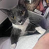 Zox is registered to the contest to win money with this photo: animal, cat, close_up, cosy, curious, cute, domestic, drawer, feline, fur, gray_cat, household_items, indoor, looking_up, paw, pet, tabby, whiskers, white_paws, yellow_eyes