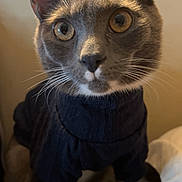 Zox joined the competition — help win amazing prizes! cat, gray_cat, pet, close_up, indoor, sweater, clothing, whiskers, big_eyes, ears, paws, portrait, curious, closeup_face, feline, controller, soft_lighting, sitting, turtleneck, white_paws