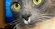 Zox is registered to the contest to win money with this photo: alert, animal, background_blur, cat, close_up, curious, domestic_cat, ears, face, feline, gray_fur, indoor, looking_away, pet, portrait, soft_light, whiskers, whiskers_visible, white_chest, yellow_eyes