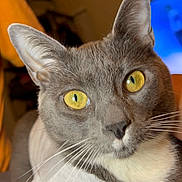 Zox joined the competition — help win amazing prizes! cat, feline, pet, yellow_eyes, gray_fur, whiskers, ears, nose, face, portrait, close_up, indoor, bed, blanket, shirt, domestic, cozy, lounging, gaze, home