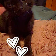 Shadow is registered to the contest to win money with this photo: kitten, cat, black_cat, fluffy, fur, pet, animal, portrait, close_up, indoors, blanket, pink_blanket, bed, sitting, standing, whiskers, eyes, dark_fur, heart_stickers, cozy