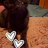 animal, bed, black_cat, blanket, cat, close_up, cozy, dark_fur, eyes, fluffy, fur, heart_stickers, indoors, kitten, pet, pink_blanket, portrait, sitting, standing, whiskers