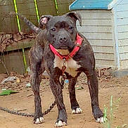 Diamond joined the competition — help win amazing prizes! dog, brindle, collar, chain, doghouse, fence, dirt, outdoor, pet, animal, standing, alert, leaves, background, yard, canine, muzzle, four_legs, white_paws, ears