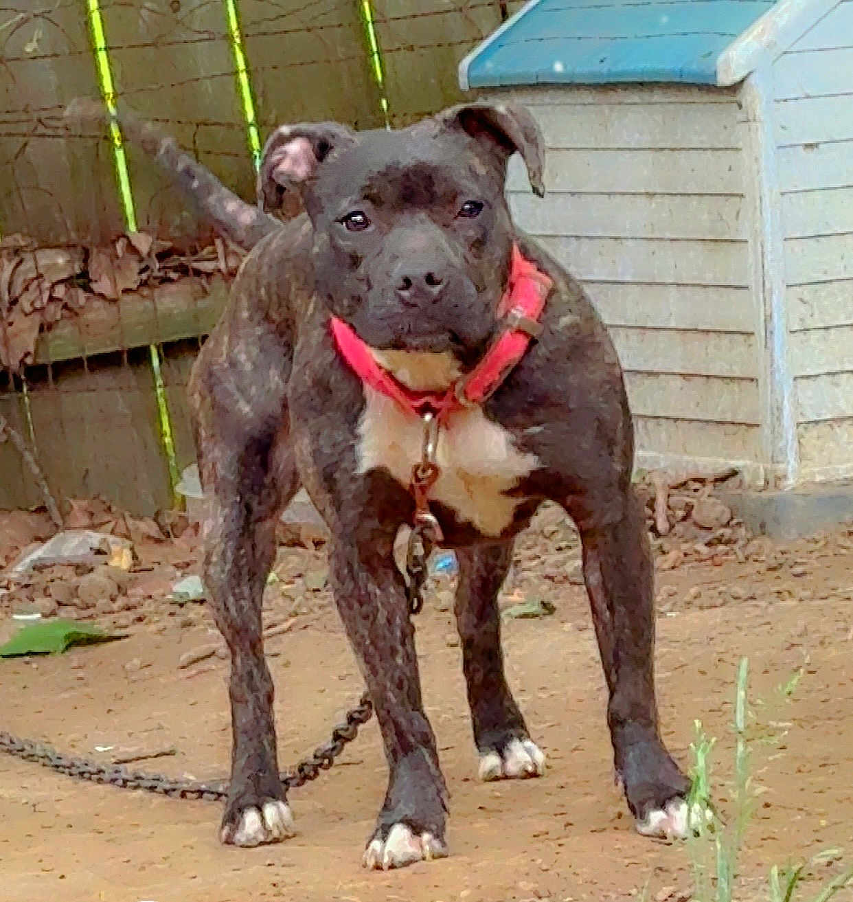 Diamond joined the competition — help win amazing prizes! dog, brindle, collar, chain, doghouse, fence, dirt, outdoor, pet, animal, standing, alert, leaves, background, yard, canine, muzzle, four_legs, white_paws, ears