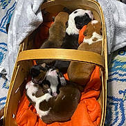 Zella is registered to the contest to win money with this photo: puppies, basket, sleeping, orange_blanket, newborn, brown_puppy, black_and_white_puppy, tan_puppy, snuggling, soft_blanket, indoor, cozy, wooden_basket, patterned_rug, gray_throw, animal, cute, pet, small, resting