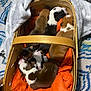 puppies, basket, sleeping, orange_blanket, newborn, brown_puppy, black_and_white_puppy, tan_puppy, snuggling, soft_blanket, indoor, cozy, wooden_basket, patterned_rug, gray_throw, animal, cute, pet, small, resting