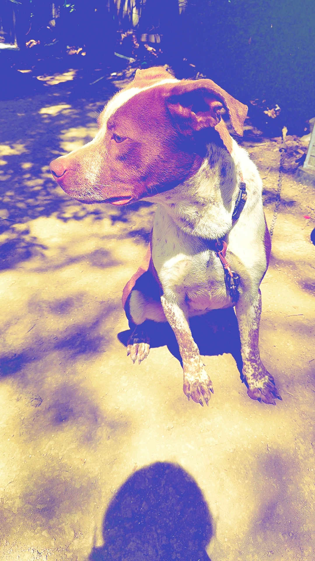 Zella joined the competition — help win amazing prizes! dog, animal, pet, outdoor, sunlight, shadow, dirt, brown, white, collar, sitting, daylight, nature, fur, canine, leash, park, quiet, shade, background