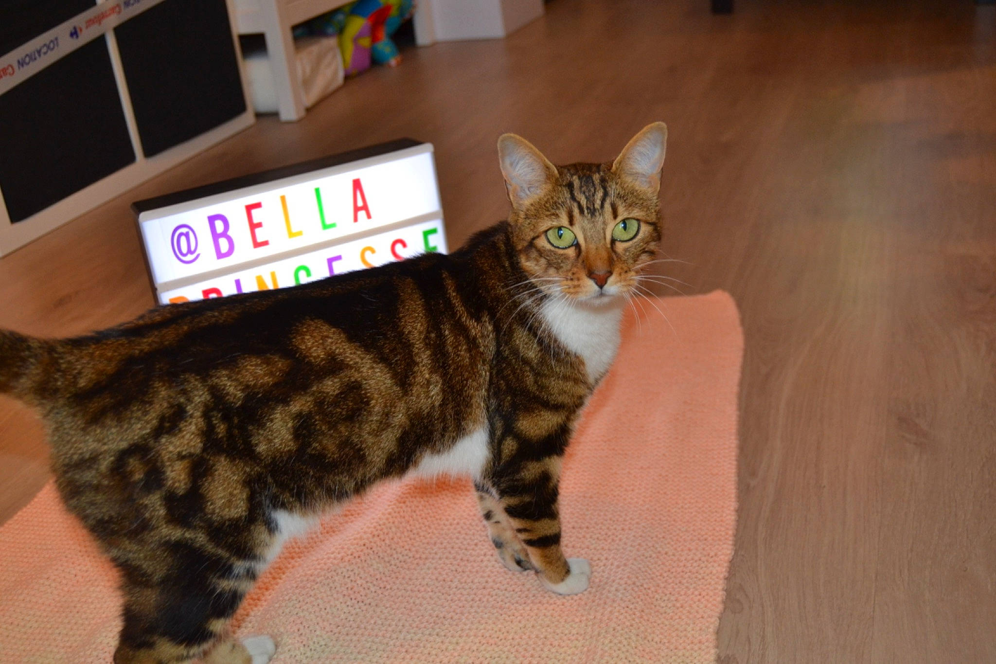 Princesse Sofia a rejoint le concours — aidez-le/la à gagner de superbes lots ! american_shorthair, american_wirehair, asian, bengal, california_spangled, carnivore, cat, domestic_short_haired_cat, dragon_li, european_shorthair, felidae, fur, kitten, kurilian_bobtail, mammal, small_to_medium_sized_cats, sokoke, tabby_cat, toyger, whiskers