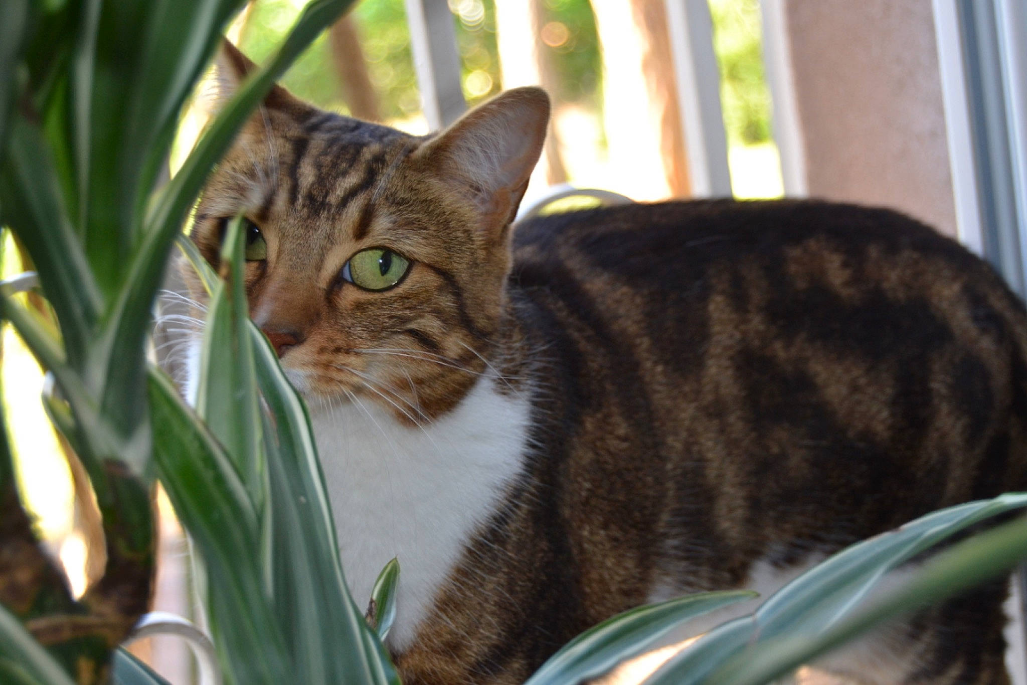 Princesse Sofia participe au concours pour gagner de l'argent avec cette photo : american_shorthair, american_wirehair, asian, bengal, carnivore, cat, domestic_short_haired_cat, dragon_li, european_shorthair, eye, felidae, grass, mammal, plant, small_to_medium_sized_cats, tabby_cat, tree, whiskers, wild_cat, wildlife