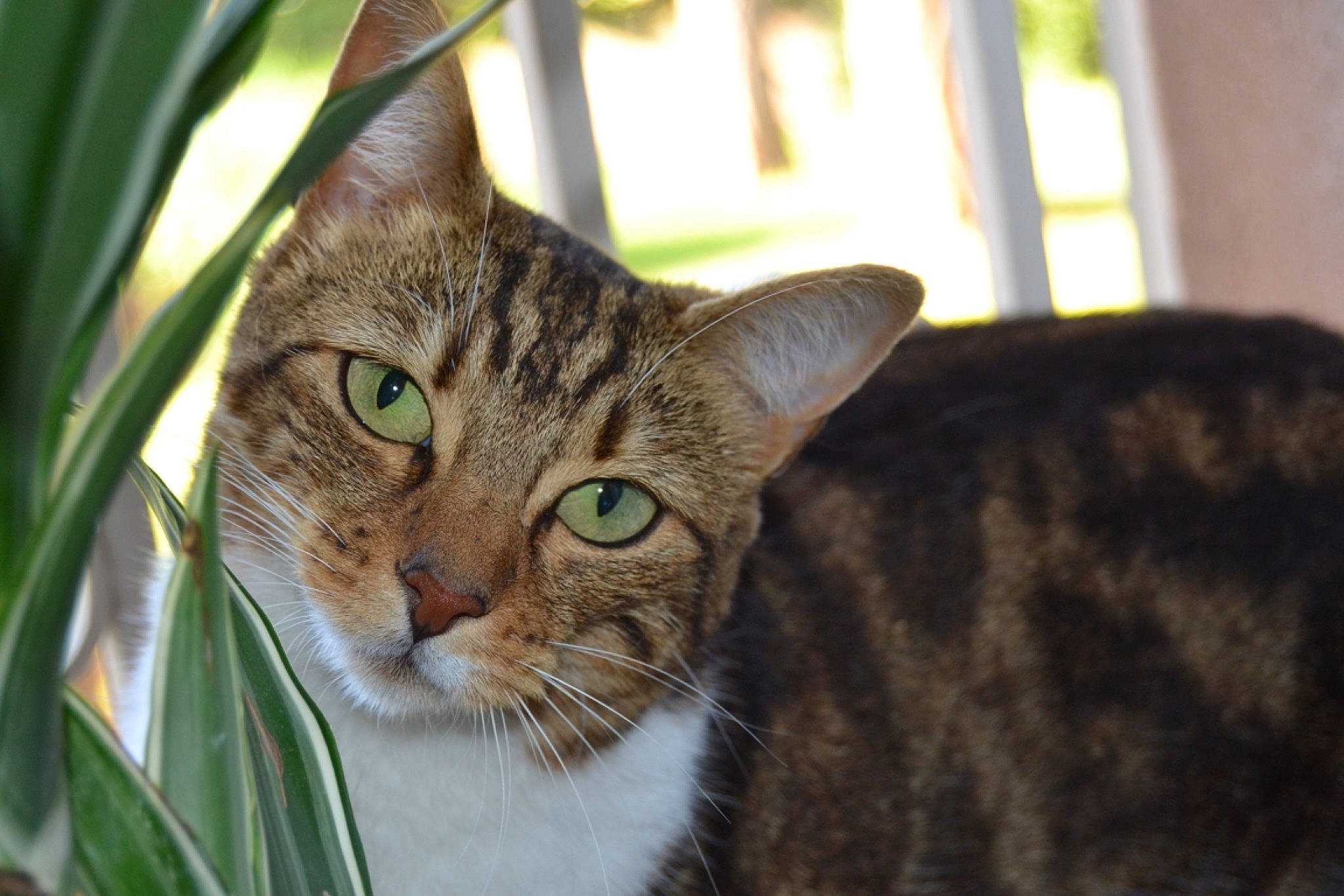 Princesse Sofia a rejoint le concours — aidez-le/la à gagner de superbes lots ! aegean_cat, american_shorthair, asian, bengal, carnivore, cat, close_up, domestic_short_haired_cat, dragon_li, european_shorthair, eye, felidae, grass, mammal, ocicat, small_to_medium_sized_cats, snout, tabby_cat, vertebrate, whiskers