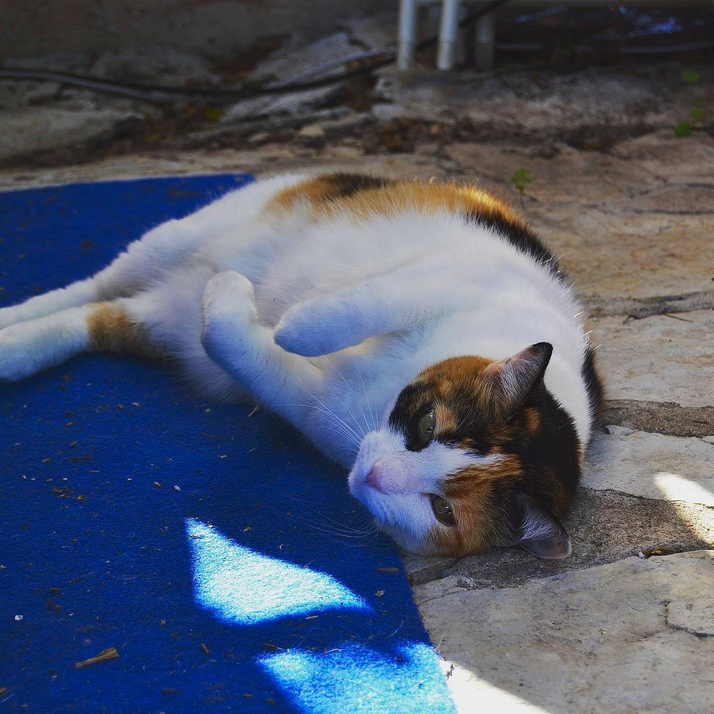 Bella a rejoint le concours — aidez-le/la à gagner de superbes lots ! canidae, carnivore, cat, dog_breed, felidae, paw, small_to_medium_sized_cats, sporting_group, tail