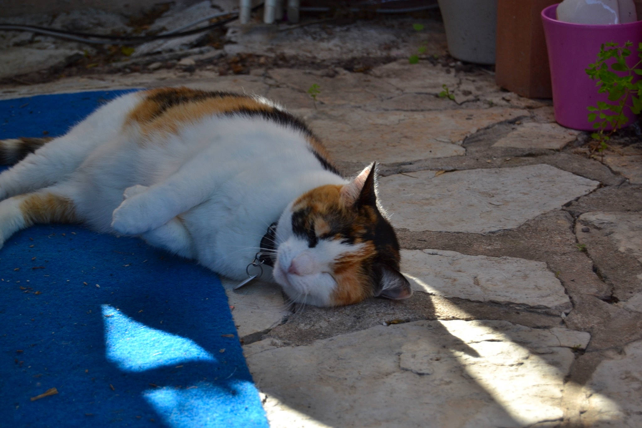 Bella participe au concours pour gagner de l'argent avec cette photo : aegean_cat, carnivore, cat, domestic_short_haired_cat, european_shorthair, felidae, fur, paw, polydactyl_cat, small_to_medium_sized_cats, tail, whiskers