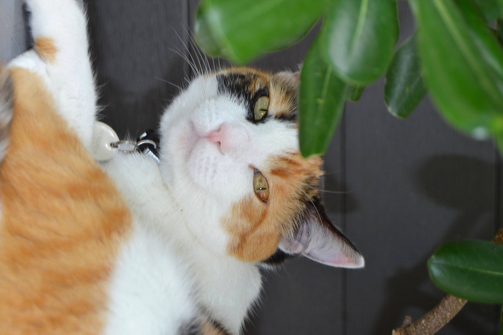 Bella participe au concours pour gagner de l'argent avec cette photo : aegean_cat, american_wirehair, carnivore, cat, claw, fawn, felidae, fur, kitten, mammal, paw, plant, polydactyl_cat, ragamuffin, small_to_medium_sized_cats, whiskers