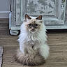 cat, fluffy, long_hair, blue_eyes, indoor, wooden_floor, vintage_cabinet, furniture, pet, animal, sitting, cute, domestic_cat, fur, whiskers, tail, looking_at_camera, home, cozy, relaxed