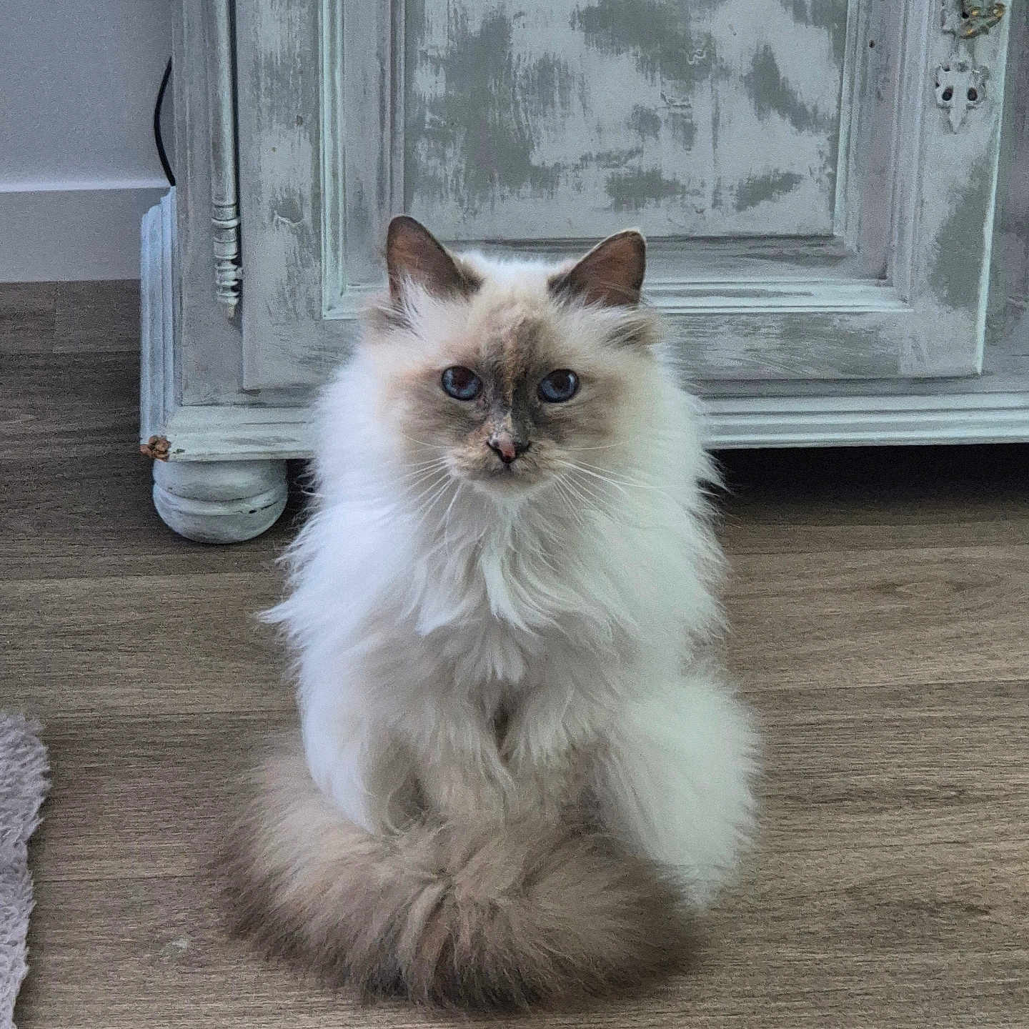 Naya participe au concours pour gagner de l'argent avec cette photo : cat, fluffy, long_hair, blue_eyes, indoor, wooden_floor, vintage_cabinet, furniture, pet, animal, sitting, cute, domestic_cat, fur, whiskers, tail, looking_at_camera, home, cozy, relaxed