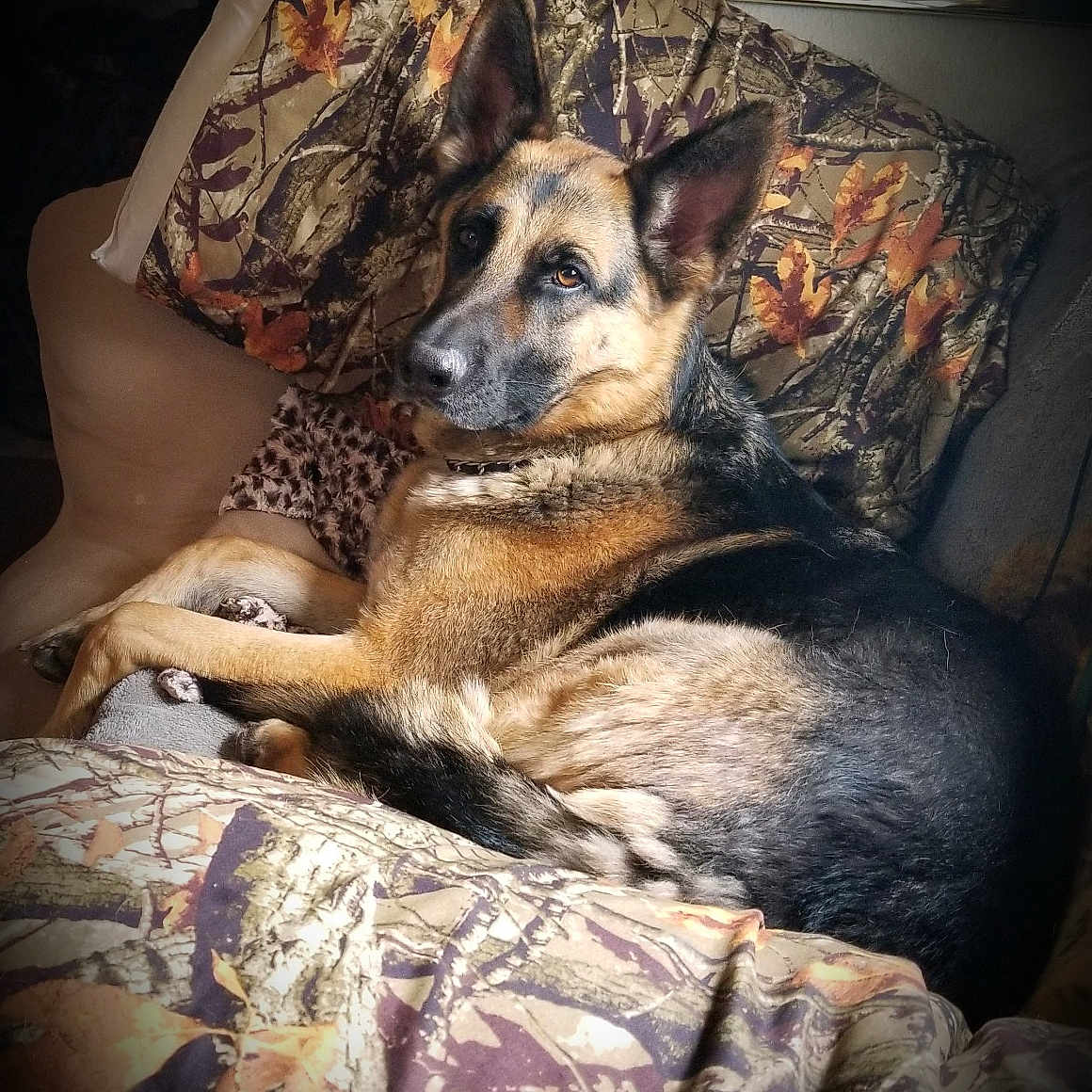 Simba