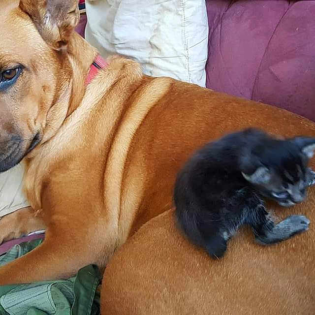Brea joined the competition — help win amazing prizes! black_mouth_cur, canidae, carnivore, dog, dog_breed, fawn, mammal, non_sporting_group, perro_de_presa_mallorquin, potcake_dog, rare_breed_dog, snout, vertebrate