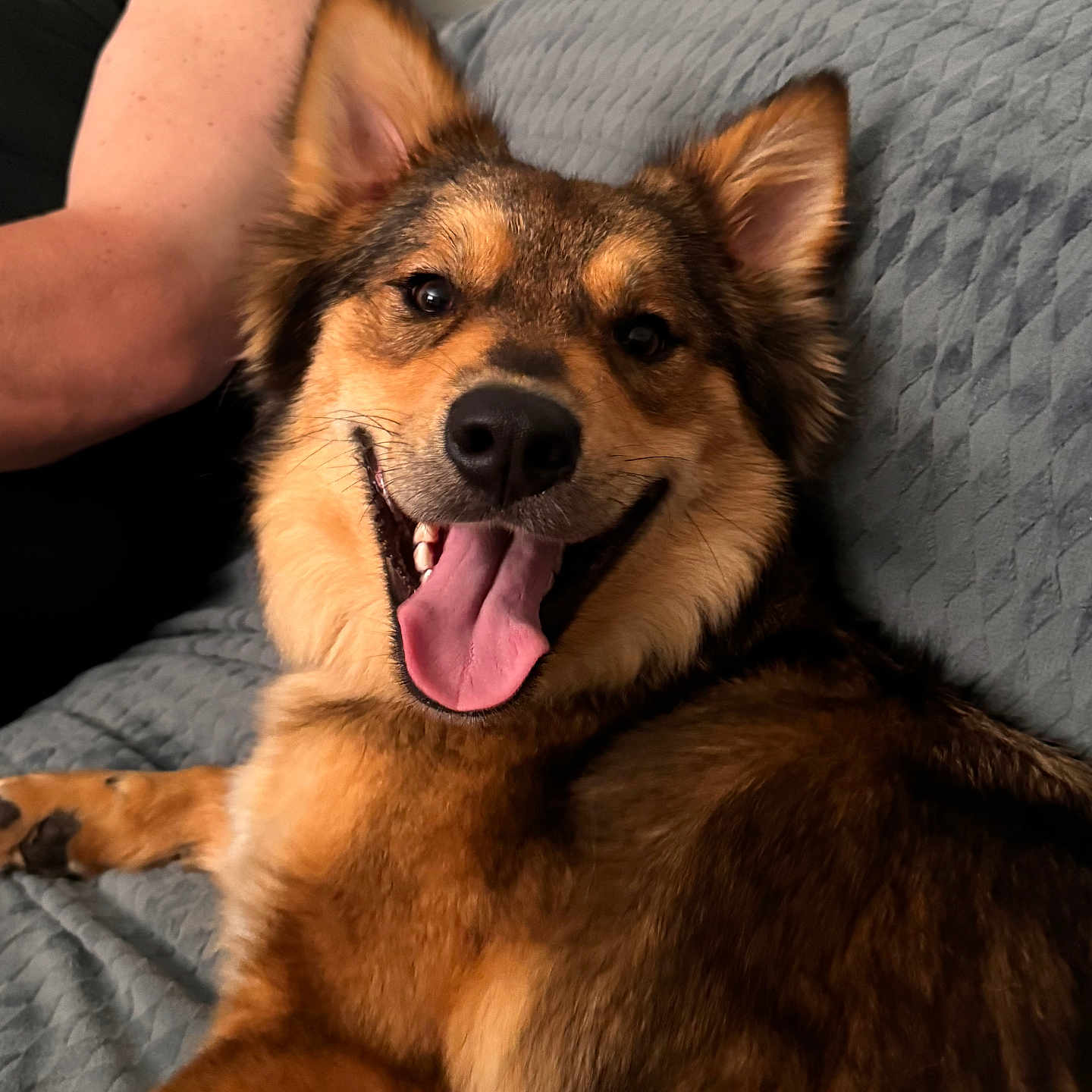 Luna is registered to the contest to win money with this photo: animal, arm, black_shirt, closeup, comfort, companion, couch, dog, ears, face, fur, furry, happy, home, indoor, person, pet, relaxed, smiling, tongue_out