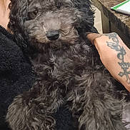 Yashira Gonzale joined the competition — help win amazing prizes! animal, black_dog, closeup, companion, cozy, curious, curly_fur, dog, fur, furniture, hand, indoor, notebook, paw, person, pet, portrait, relaxed, table, tattoo