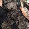 animal, black_dog, closeup, companion, cozy, curious, curly_fur, dog, fur, furniture, hand, indoor, notebook, paw, person, pet, portrait, relaxed, table, tattoo
