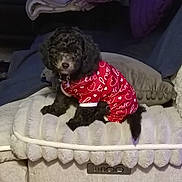 Yashira Gonzale is registered to the contest to win money with this photo: dog, pet, black_dog, clothing, red_outfit, heart_pattern, love_text, couch, pillows, blankets, indoor, furniture, cozy, cute, small_dog, curly_fur, resting, home, animal, companion