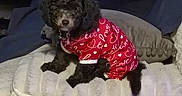 Yashira Gonzale is registered to the contest to win money with this photo: animal, black_dog, blankets, clothing, companion, couch, cozy, curly_fur, cute, dog, furniture, heart_pattern, home, indoor, love_text, pet, pillows, red_outfit, resting, small_dog