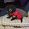 dog, pet, black_dog, clothing, red_outfit, heart_pattern, love_text, couch, pillows, blankets, indoor, furniture, cozy, cute, small_dog, curly_fur, resting, home, animal, companion