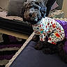Yashira Gonzale joined the competition — help win amazing prizes! black_dog, blanket, clothing, colorful, couch, cozy, curious, cute, decor, dog, fur, furniture, home, indoor, living_room, patterned_outfit, pet, pillows, sitting, textile