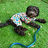 Yashira Gonzale is registered to the contest to win money with this photo: animal, black_dog, canine, collar, colorful, curly_fur, cute, dog, fluffy, garden, grass, leash, nature, outdoor, paw, pet_clothing, playful, polka_dot, resting, summer