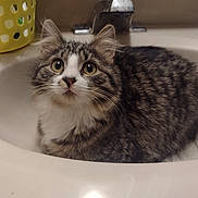 Mittens is registered to the contest to win money with this photo: cat, tabby, sink, bathroom, pet, feline, curious, domestic, fur, whiskers, eyes, animal, indoor, household, cute, comfort, resting, tabby_cat, mammal, pet_animal