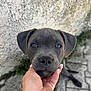 dog, puppy, pet, hand, nose, ears, close_up, portrait, grey_fur, blue_eyes, floppy_ears, human_hand, nails, wall, pavement, outdoor, cute, looking_up, young_dog, companion