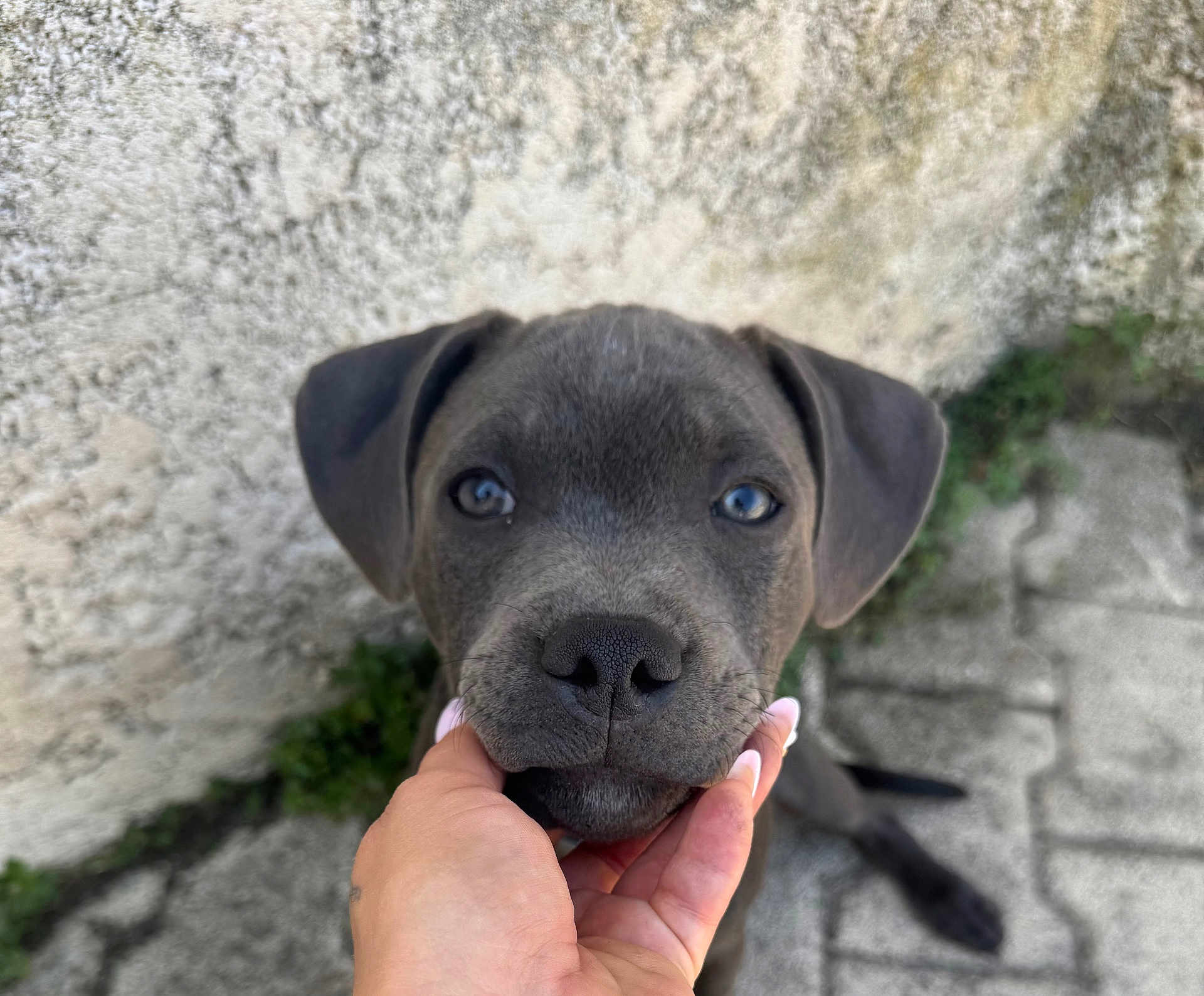 Ayko participe au concours pour gagner de l'argent avec cette photo : dog, puppy, pet, hand, nose, ears, close_up, portrait, grey_fur, blue_eyes, floppy_ears, human_hand, nails, wall, pavement, outdoor, cute, looking_up, young_dog, companion