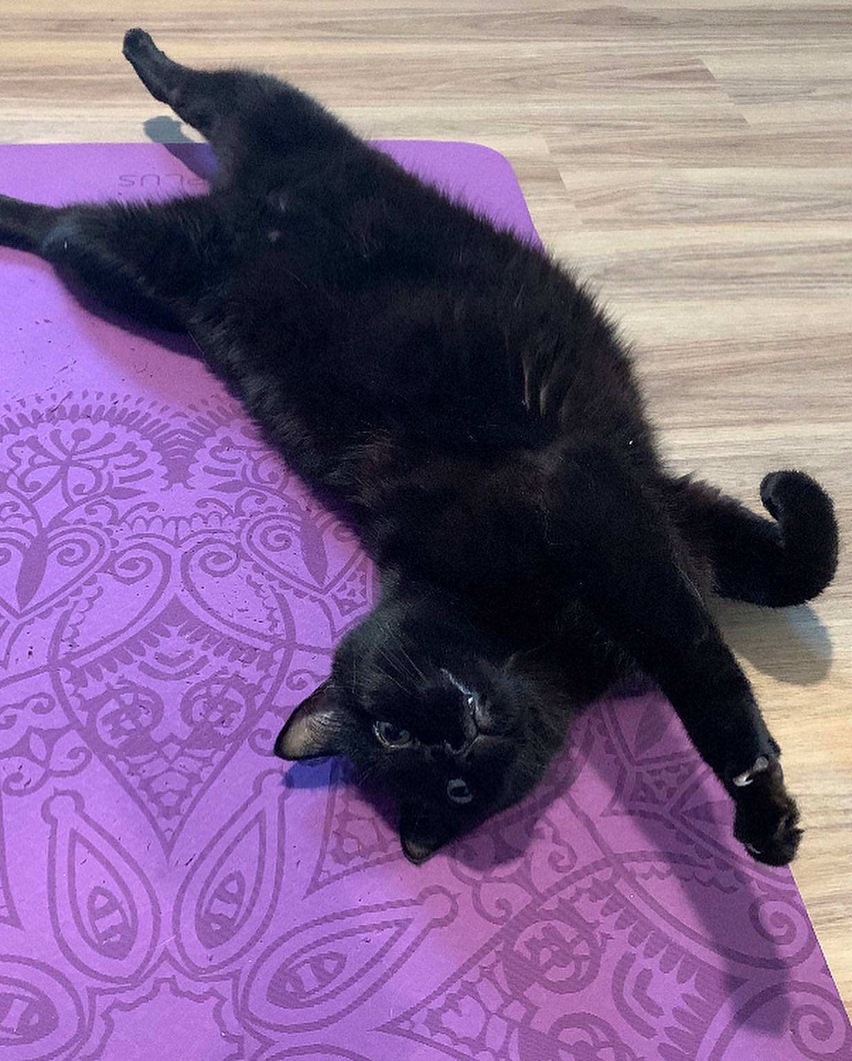 Ebony joined the competition — help win amazing prizes! asian, black, black_cat, bombay, carnivore, cat, claw, domestic_short_haired_cat, felidae, fur, small_to_medium_sized_cats, tail, whiskers