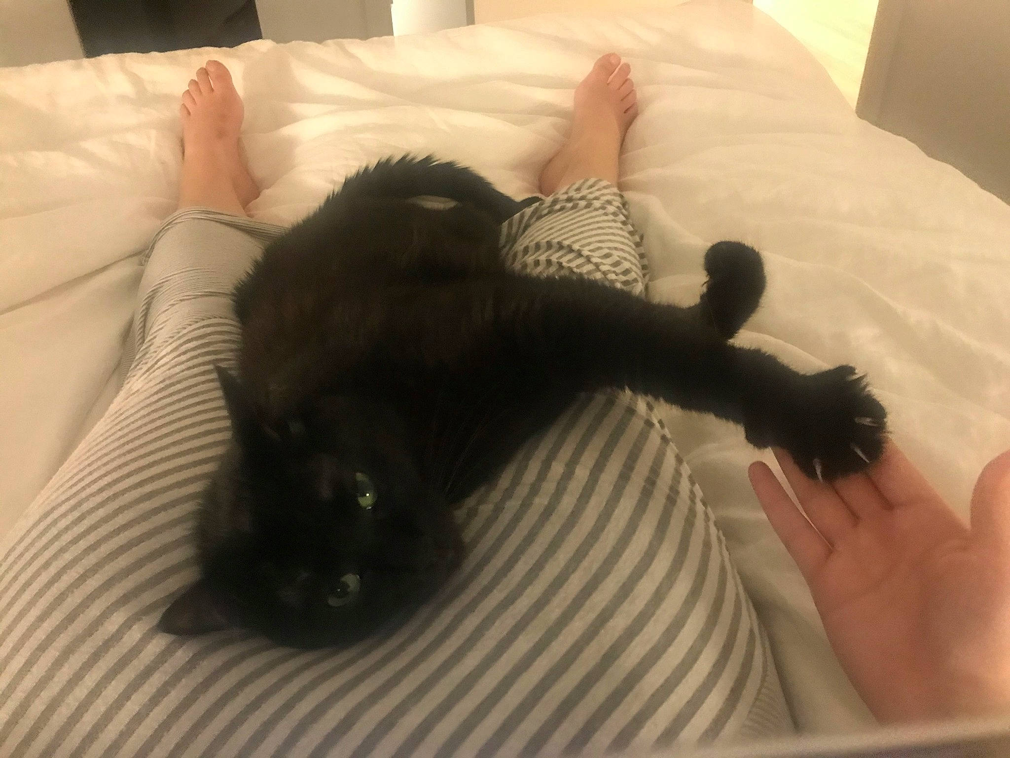 Ebony joined the competition — help win amazing prizes! bed, black, black_cat, black_hair, cat, claw, ear, felidae, finger, fur, hand, leg, long_hair, nap, paw, sleep, small_to_medium_sized_cats, tail