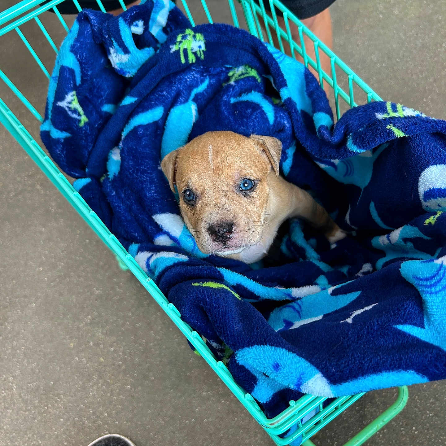 Rex is registered to the contest to win money with this photo: animal, blanket, blue_eyes, cozy, curious, cute, dog, domestic_animal, floor, footwear, indoor, legs, looking_up, person, pet, puppy, shopping_basket, soft_texture, wrapped, young