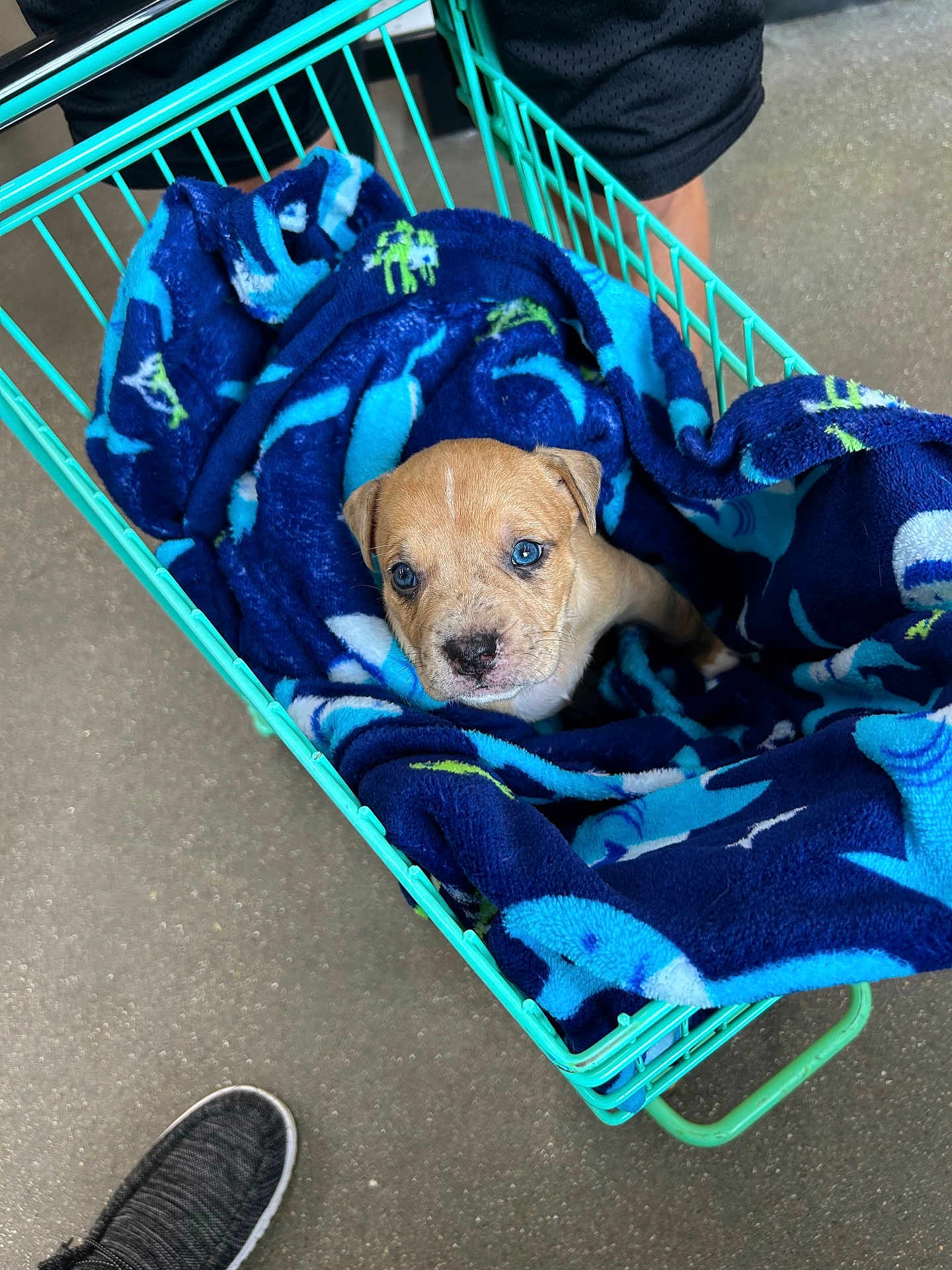 Rex is registered to the contest to win money with this photo: animal, blanket, blue_eyes, cozy, curious, cute, dog, domestic_animal, floor, footwear, indoor, legs, looking_up, person, pet, puppy, shopping_basket, soft_texture, wrapped, young