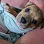 Rex joined the competition — help win amazing prizes! adorable, animal, brown, close_up, cozy, cute, dog, ears, face, human_arm, indoor, looking_up, nose, pet, puppy, snuggled, soft, towel, wrapped, young
