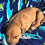 Rex joined the competition — help win amazing prizes! adorable, animal, blanket, blue, cozy, cute, dog, fur, green, indoors, nap, pattern, pet, puppy, relaxing, resting, sleeping, small, soft, young
