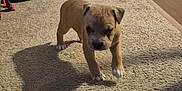 Rex is registered to the contest to win money with this photo: animal, brown_puppy, canine, carpet, cute, dog, domestic, doorway, floor, home, indoor, pet, pet_bowl, puppy, shadow, small_dog, trash_bin, walking, young_animal, young_dog