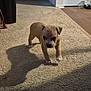 animal, brown_puppy, canine, carpet, cute, dog, domestic, doorway, floor, home, indoor, pet, pet_bowl, puppy, shadow, small_dog, trash_bin, walking, young_animal, young_dog