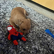 Rex joined the competition — help win amazing prizes! animal, carpet, cute, dog, floor, furniture, home, indoor, person_partial, pet, playtime, plush_toy, puppy, rug, small_dog, sniffing, soft_texture, spiderman, toy, yellow_couch